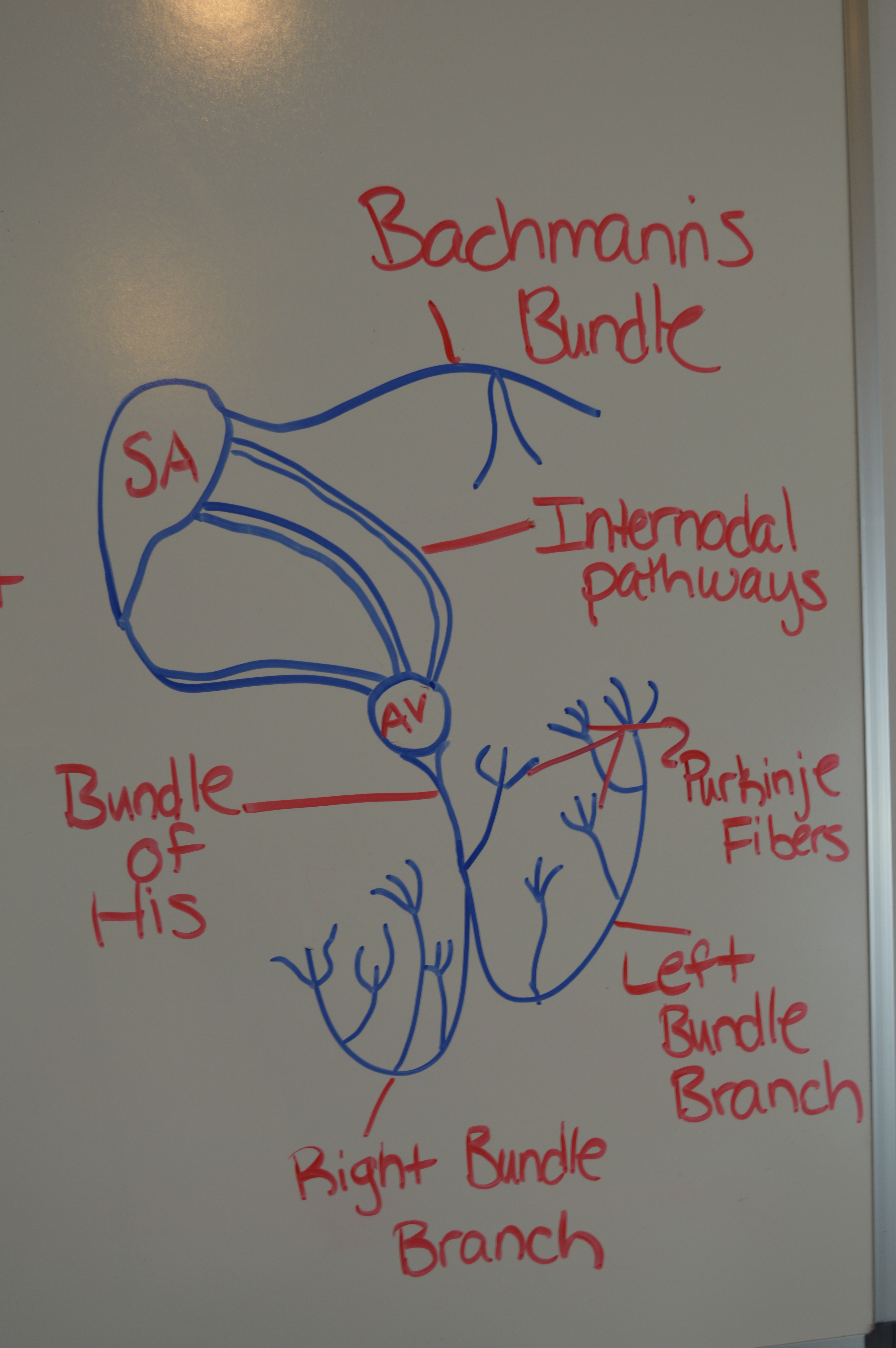 Quiz on the Electrical Conduction System of the Heart | Anatomy