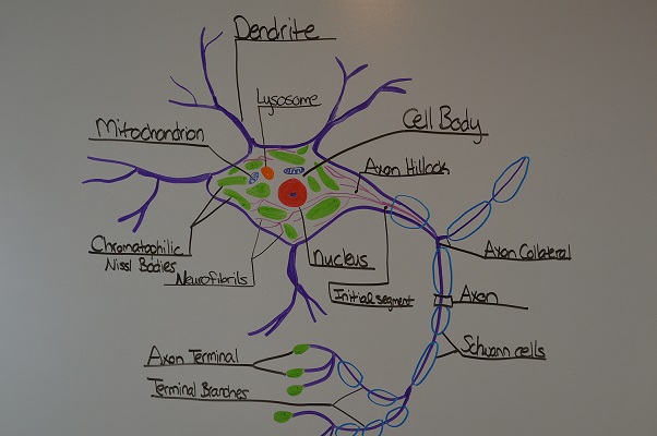 Study Notes for Anatomy & Physiology Neuron Structure & Function