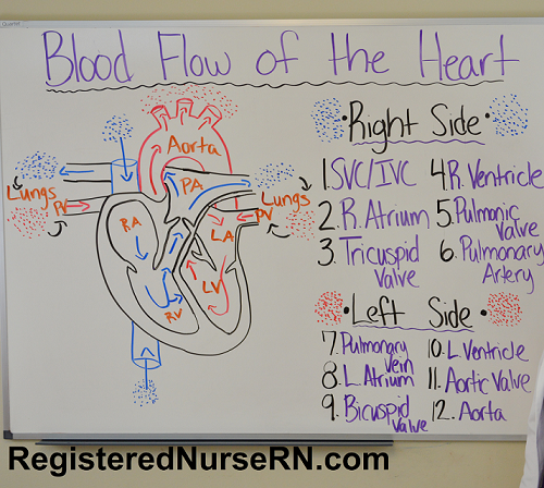 heart blood flow, blood flow through the heart, remember heart blood flow