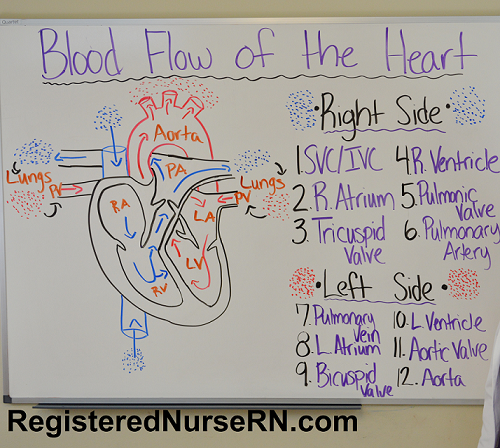 Chart Of Blood Flow Through Heart