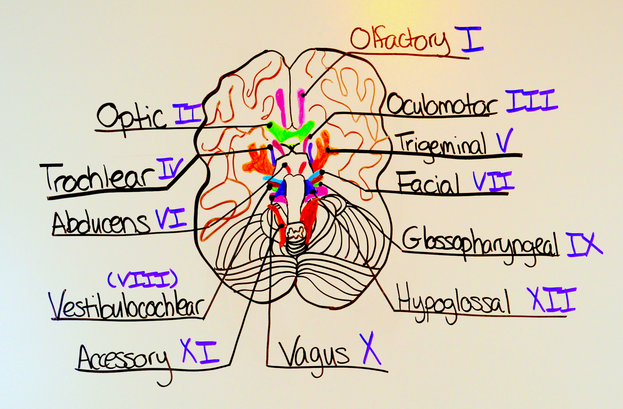 12 Cranial Nerves Chart