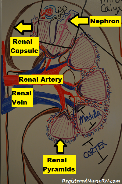 anatomy kidney, nclex, nephron