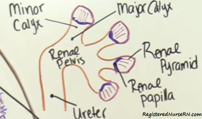 how urine flows, kidney, anatomy, nephron