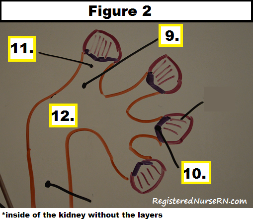 kidney, nephron, renal system, nclex