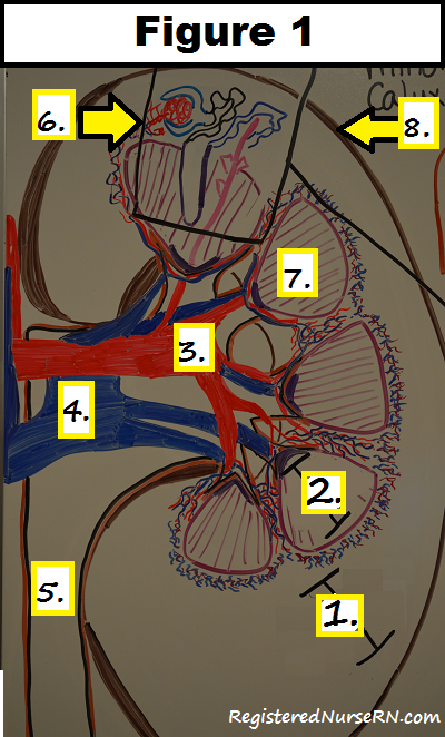 kidney, nephron, renal system, nclex