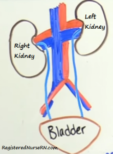 right kidney, left kidney, right kidney lower than left, kidney anatomy