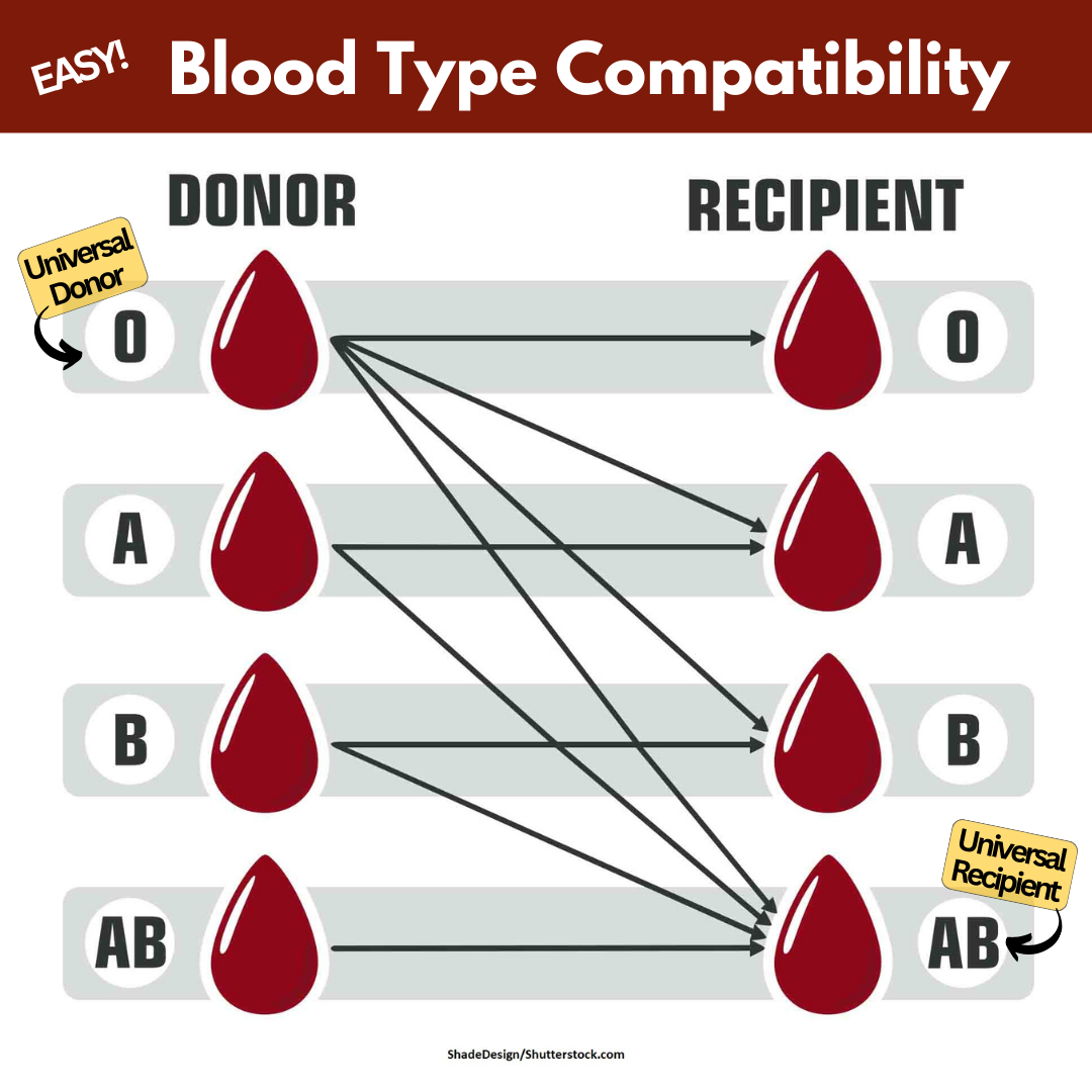 blood types, blood type compatibility, donor, recipient, a, b, ab, o