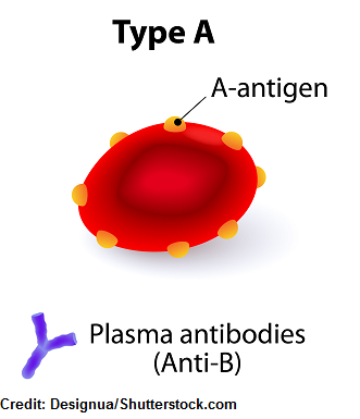 abo blood groups, nursing, nclex, type a blood