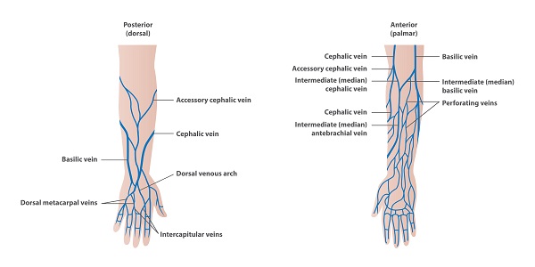 vein locations in arm, arm veins, arm vein locations