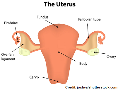 fundus of uterus, nclex, nursing, fundal height