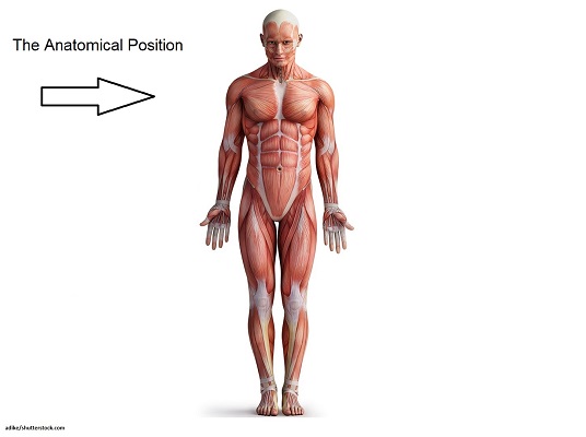 Standing normal posture of human body