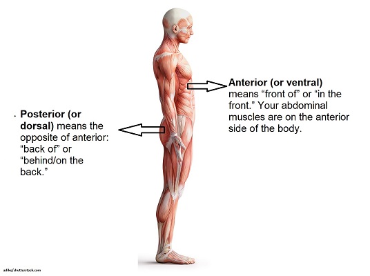 anterior and posterior, dorsal and ventral, directional terms, anatomy