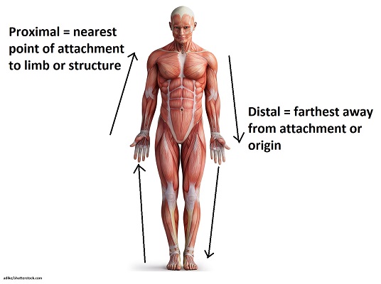 proximal and distal, directional terms, anatomy