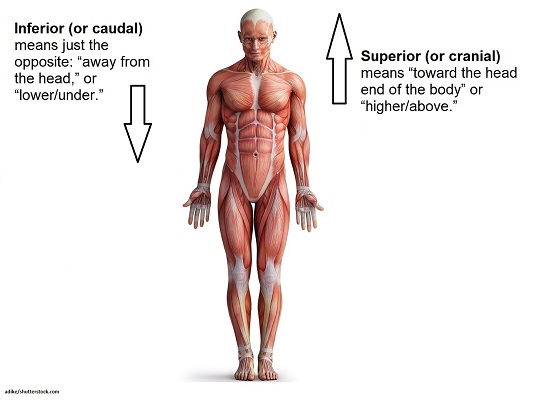 Anatomical Position And Directional Terms Anatomy And Physiology