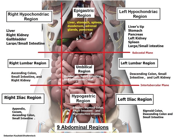 Four Abdominal Quadrants And Nine Abdominal Regions Anatomy And Physiology