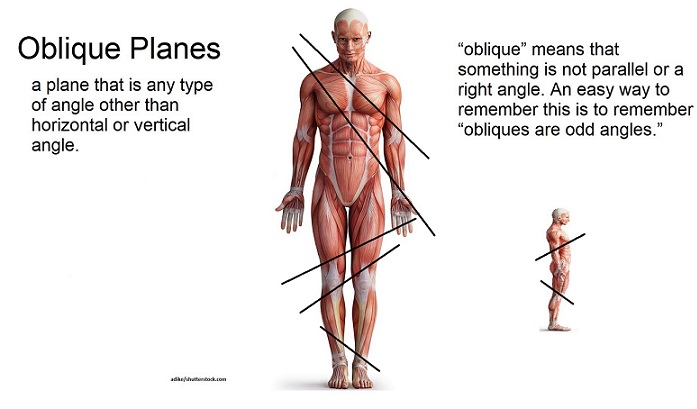 oblique plane, oblique section, anatomy and physiology