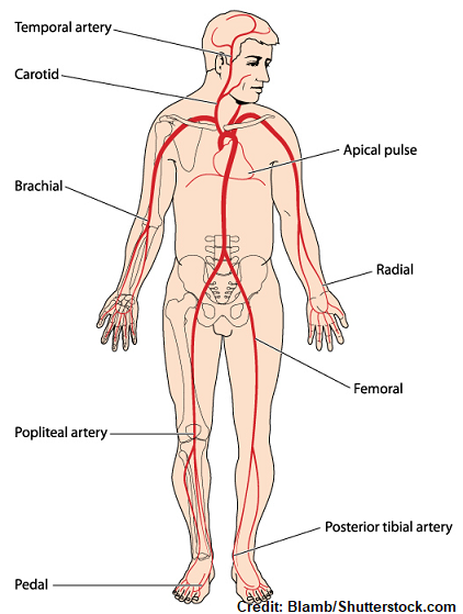 Human Body Pulse Rate Chart