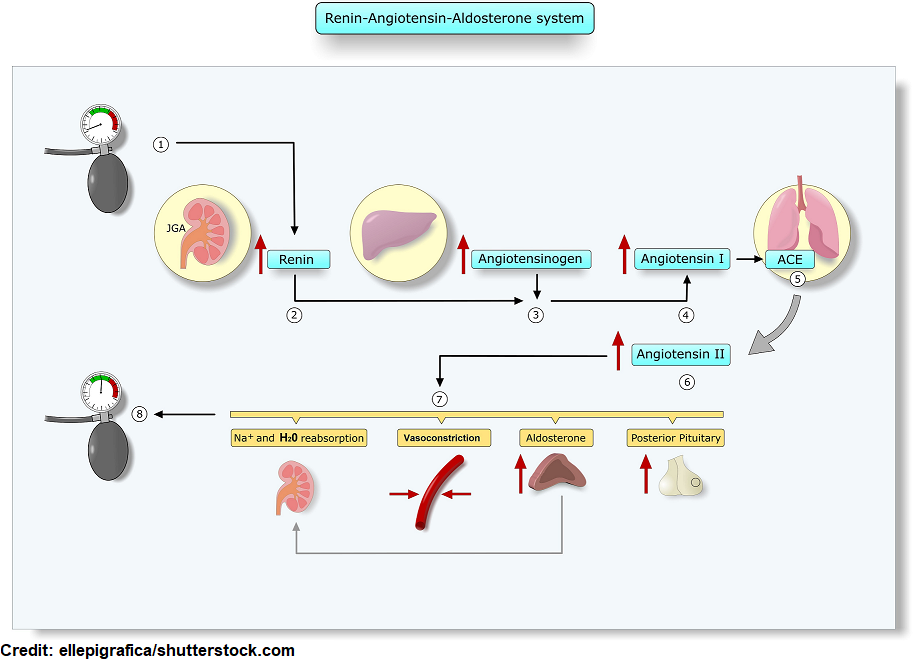 raas quiz, renin angiotensin, aldosterone, nclex, nursing