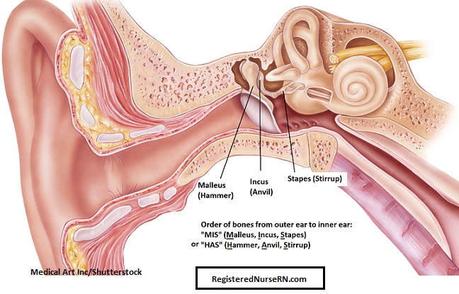 ear bones, malleus, incus, stapes, auditory ossicles