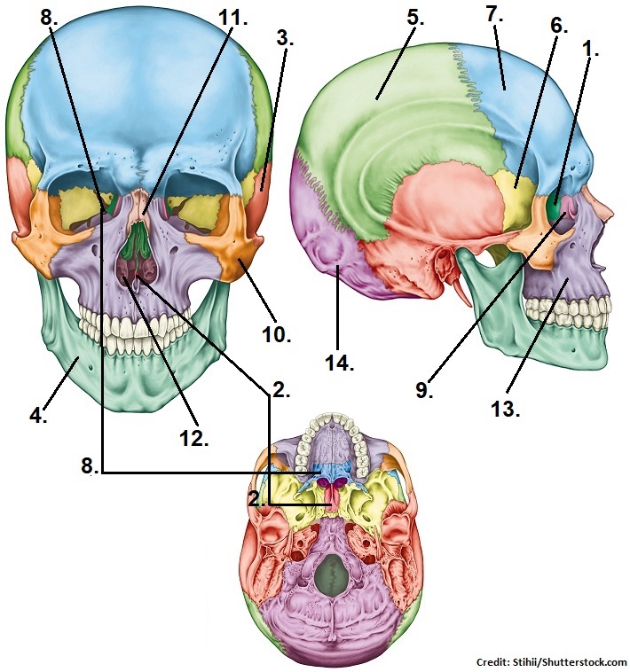 The skull bones anterior view