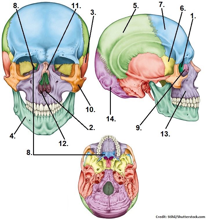 Sarah BSN, RN — Skull Bones Quiz (Cranial and Facial Bones)