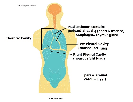 thoracic cavity, mediastinum, pleural cavity, pericardial cavity