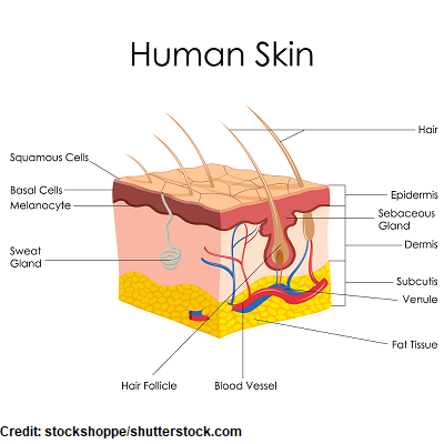 anatomy skin, skin cancer, nclex, nursing