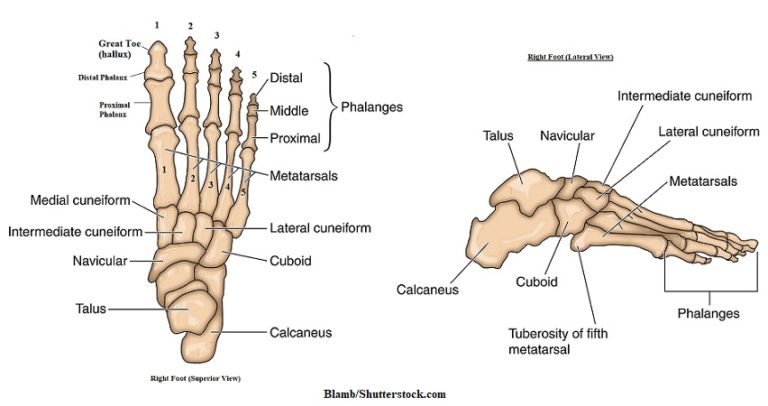 Foot Bones Anatomy and Mnemonic (Tarsals, Metatarsals, Phalanges)