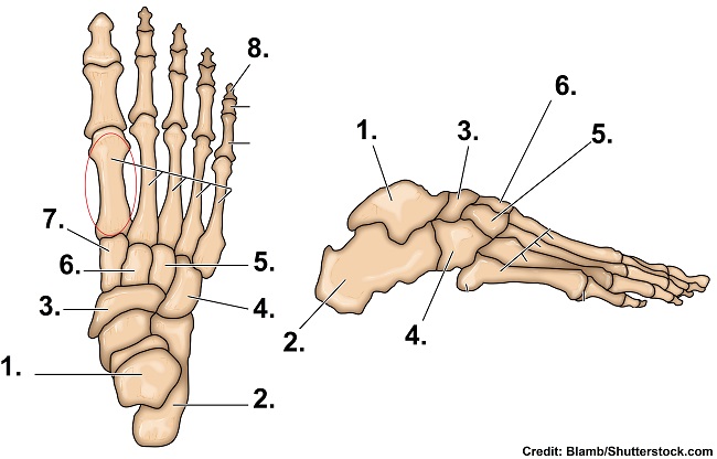 Bones Of The Foot Quiz Anatomy