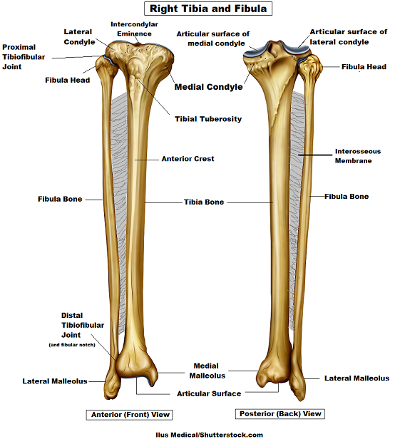 tibia bone anatomy