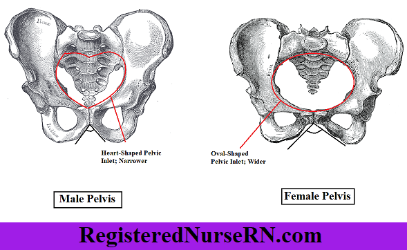 male pelvic brim, female pelvic brim, heart-shaped, oval