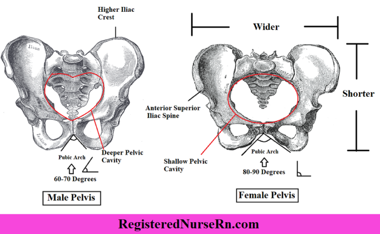 Male Vs Female Pelvis Differences Anatomy Of Skeleton