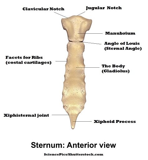 sternum anatomy, manubrium, gladiolus,xiphoid process, jugular notch, clavicular notch