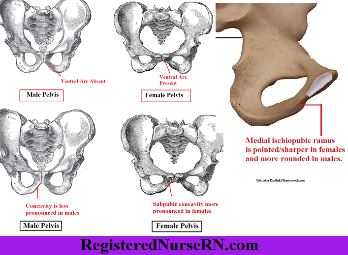 How does the male pelvis differ from the female pelvis Male Vs Female Pelvis Differences Anatomy Of Skeleton