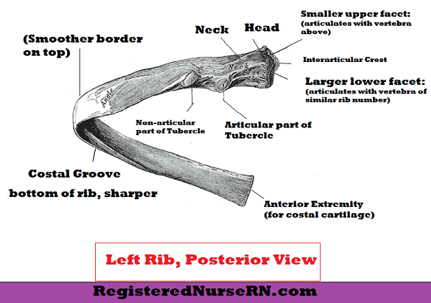 rib bones,rib anatomy, head, tubercle,neck,costal angle