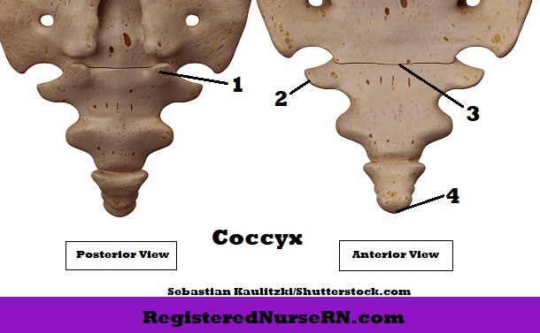 Coccyx Bone Anatomy Quiz