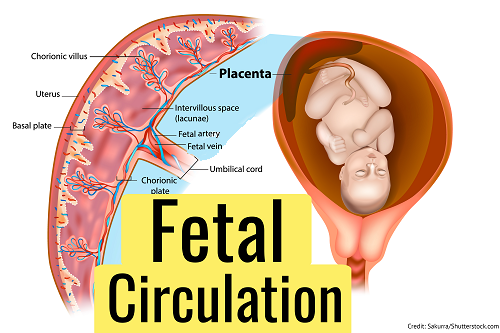 fetal circulation, baby, nclex, quiz, nursing, maternity