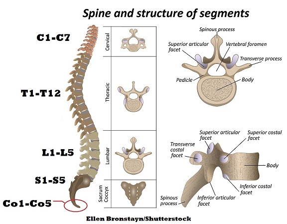 vertebral column, coccyx, co1, co2, anatomy