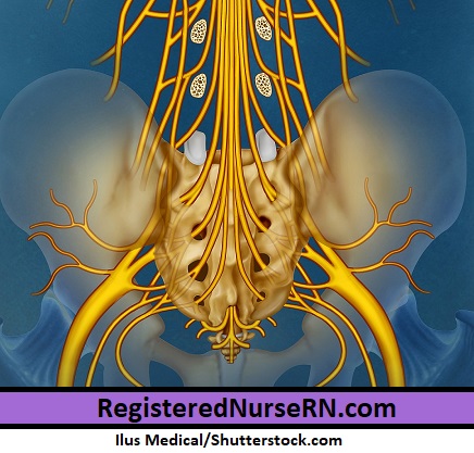 sacral nerves, sacral nerve anatomy, sacral canal, sacral hiatus