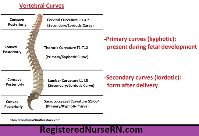 vertebral column curves, curvatures, primary curvature,secondary curvature, kyphotic, lordotic,