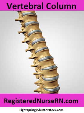 vertebral column quiz, anatomy, spine, backbone