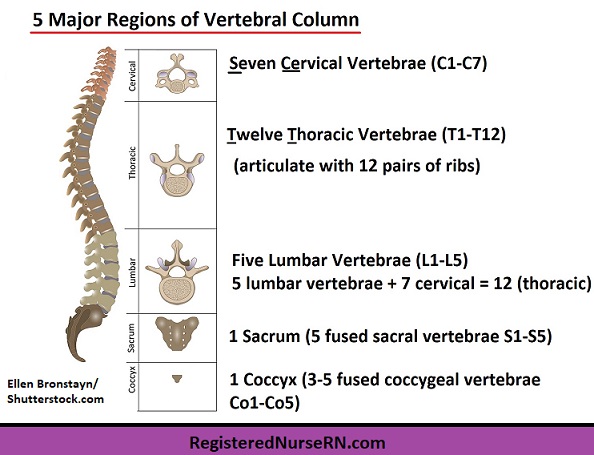vertebral column, vertebral column anatomy,