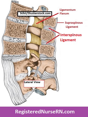 ligamentum flavum, supraspinous ligament, interspinous ligament