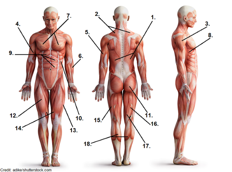 anatomy of muscle quizlet Skeletal quizlet tissue