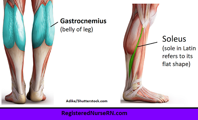 gastrocnemius, calf muscles, leg muscles, soleus muscle, anatomy, muscle song