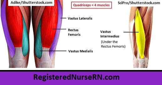 quadriceps femoris, vastus lateralis, rectus femoris, vastus medialis, vastus intermedius