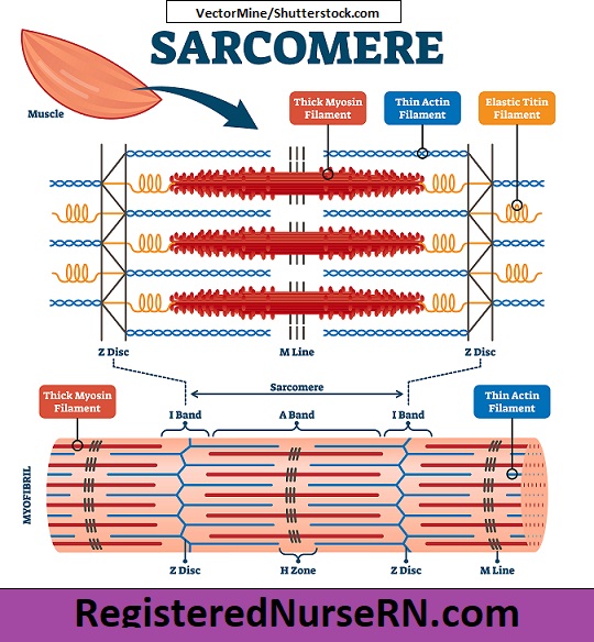 sarcomere, sarcomere anatomy, sarcomere tissue, sarcomere bands, h zone, a band