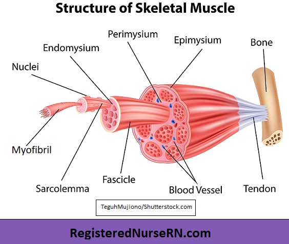 skeletal muscle, skeletal muscle tissue,muscle anatomy