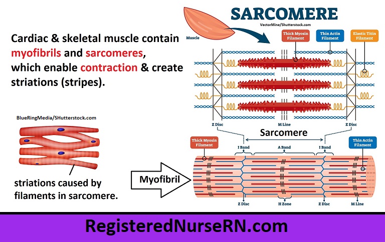 sarcomere, myofibril, cardiac muscle, cardiac muscle tissue, filaments, myosin, actin