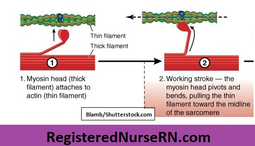 smooth muscle contraction, myosin filament,sliding filaments,actin filament
